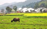 [河南旅游策划]业界人士聚焦乡村旅游 企业投资贵在多方共赢