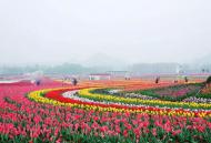 河南旅游策划：鄢陵首届郁金香全球美食狂欢节，3月18日盛大开幕！