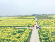 河南旅游策划:荆门百里花如海，春风相约缘是你